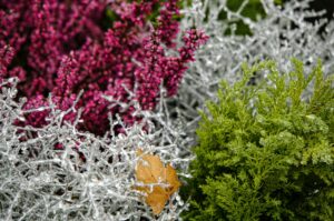 indoor container gardening