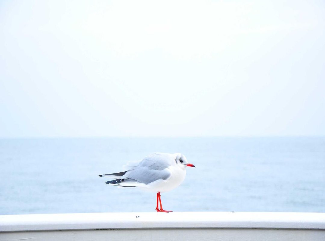 The Major Twist: Unveiling the True Identity of Jo