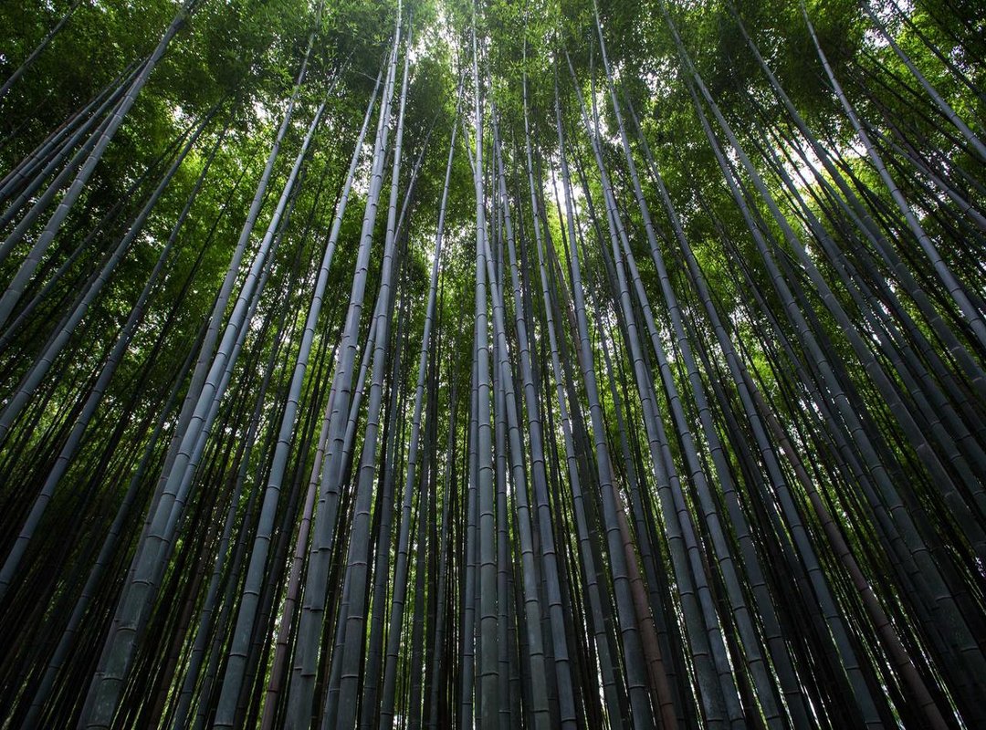 More Than Just Fun: The Benefits of Coloring