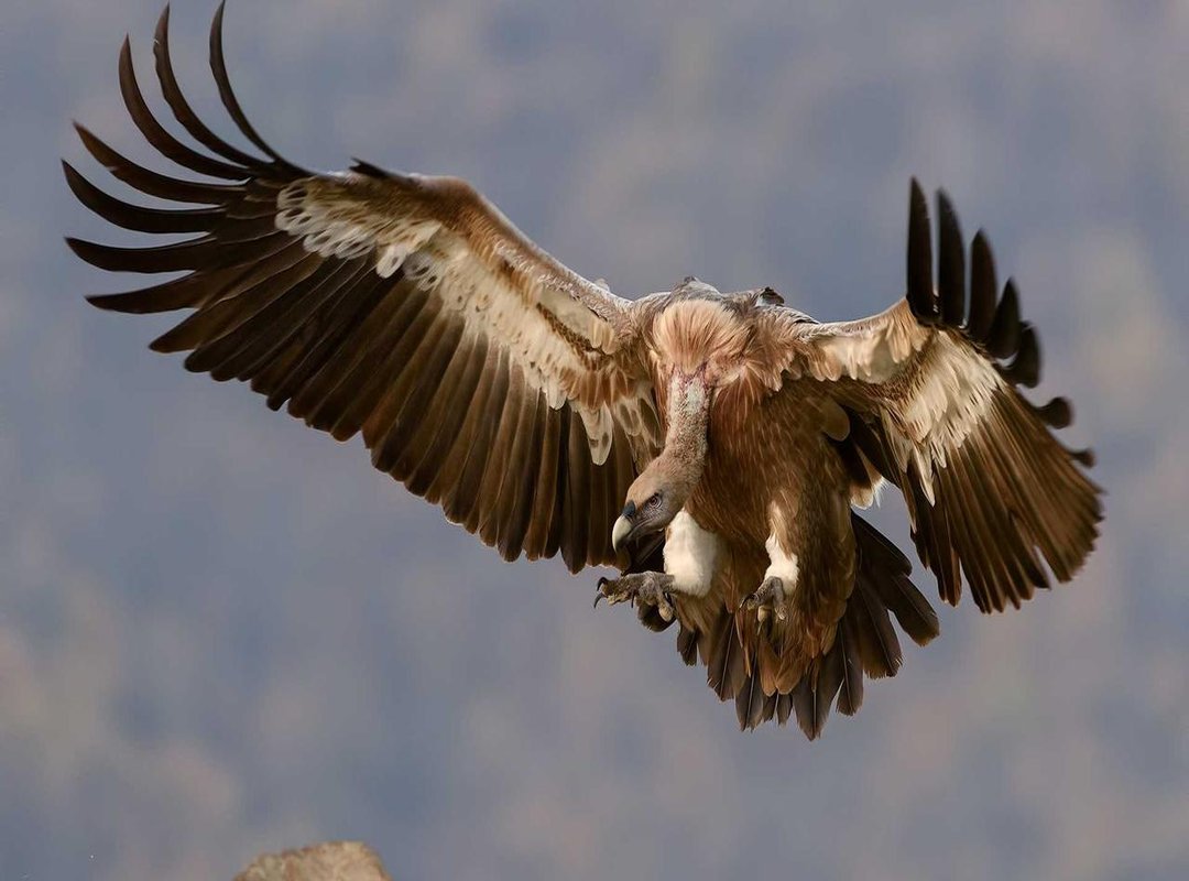 Warning Signs: How to Spot a Scammer Instantly