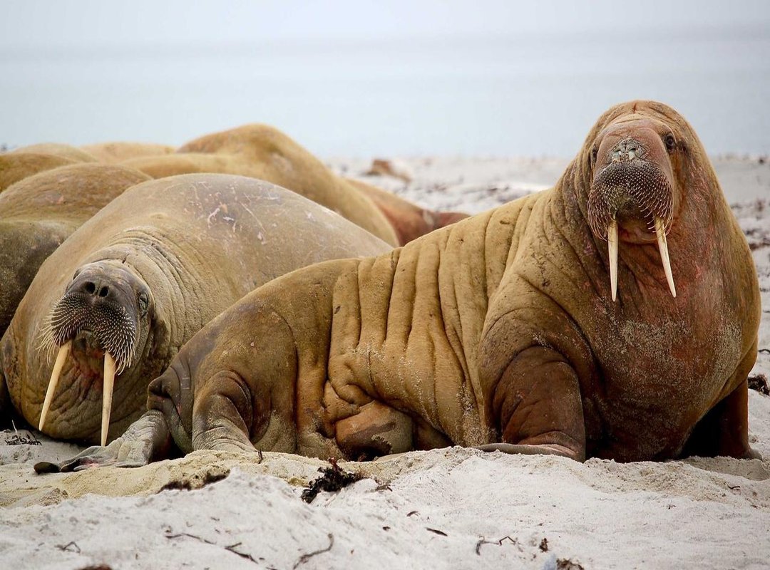 Beyond the Trope: What Makes These Narratives Resonate